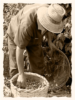 Café Flor de Santos