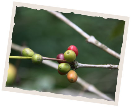 Café de Santos