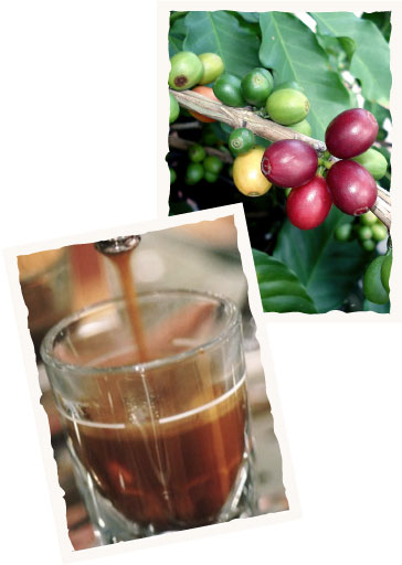 Café Flor de Santos