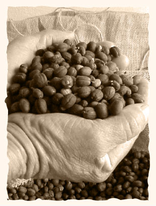La empresa Flor de Santos